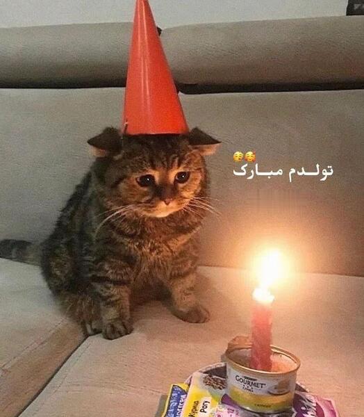 عکس تولدم مبارک گربه