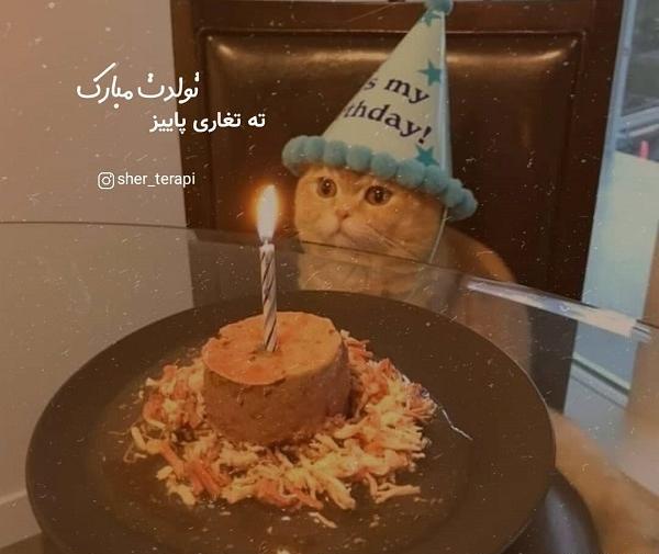 عکس تولدم مبارک گربه
