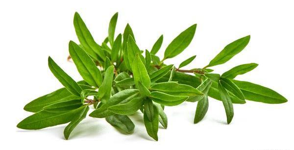 عکس اویشن خشک شده