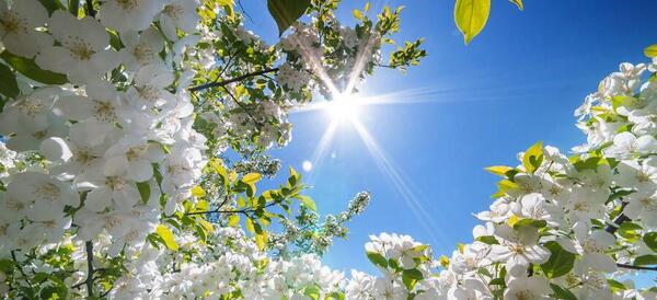 عکس طبیعت بهاری برای پروفایل
