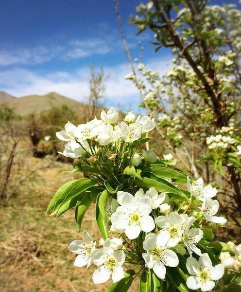 عکس طبیعت بهاری برای پروفایل