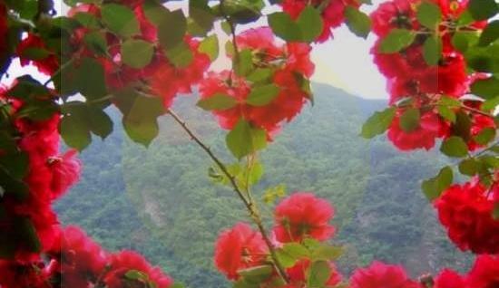 عکس طبیعت بهاری برای پروفایل
