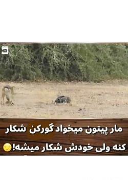 عکس حمله ببر به انسان