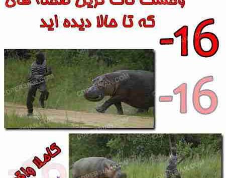 عکس حمله ببر به انسان