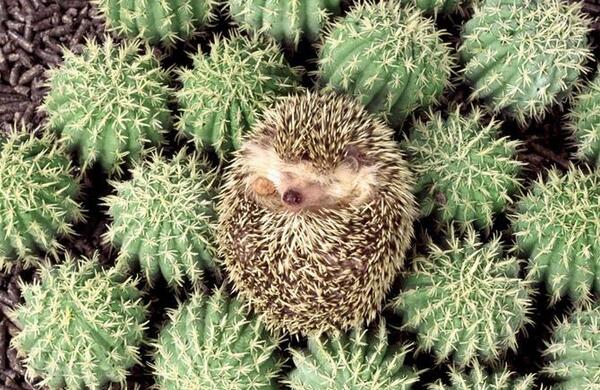 عکس جوجه تیغی بامزه