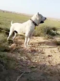عکس سگ افغانی توله