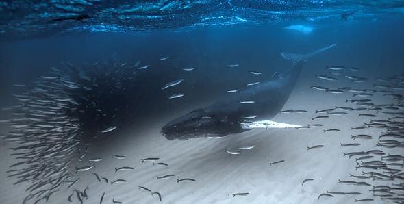عکس حیوانات زیر آب