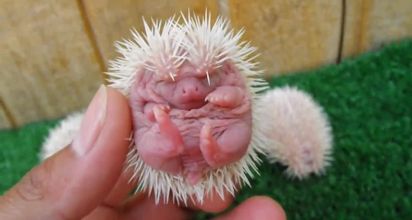 عکس بچه ی جوجه تیغی