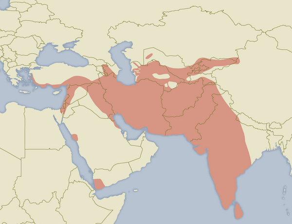 عکس بزرگترین جوجه تیغی جهان