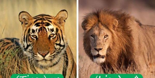 عکس ببر شیری