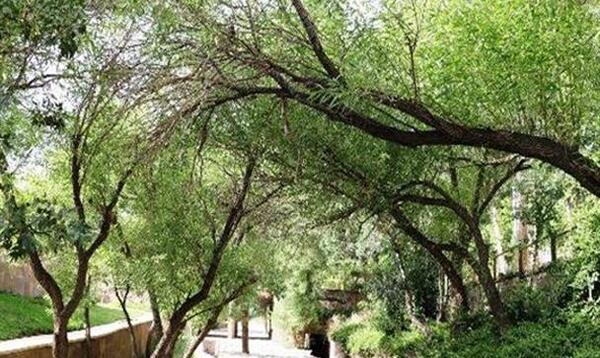 عکس تصویر سیاه و سفید از طبیعت