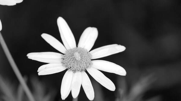 عکس تصویر سیاه و سفید از طبیعت