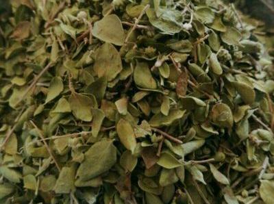 عکس آویشن در کوه
