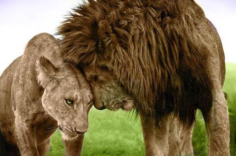 عکس عاشقانه شیر