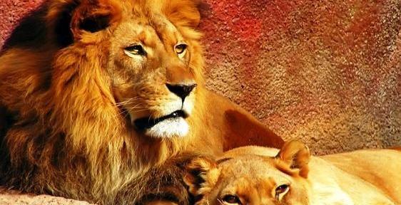 عکس عاشقانه شیر