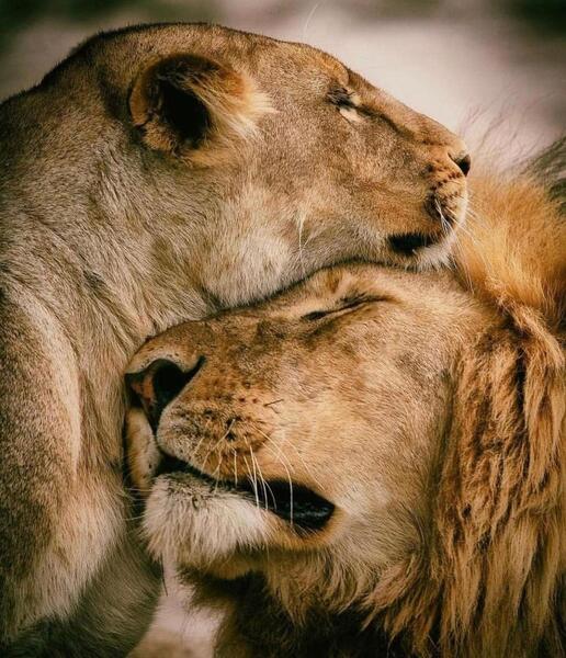 عکس عاشقانه شیر