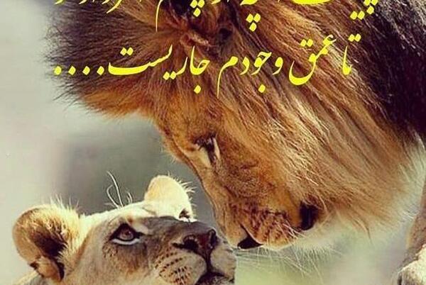عکس عاشقانه شیر