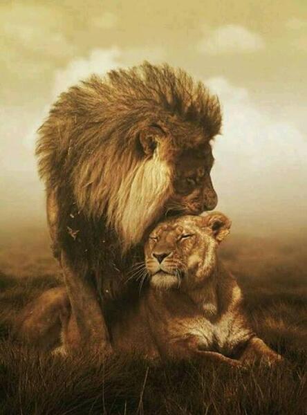 عکس عاشقانه شیر