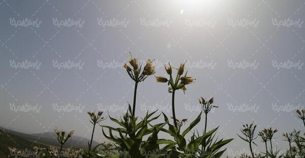 عکس ایرانی طبیعت