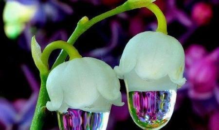 عکس بدون متن گلدار