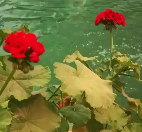 عکس متحرک ظهر بخیر