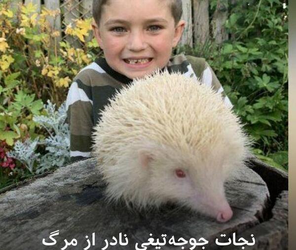 عکس پدر جوجه تیغی