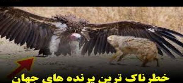 عکس جغد خطرناک
