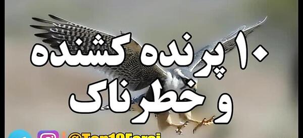 عکس جغد خطرناک