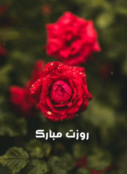عکس از ظهر بخیر