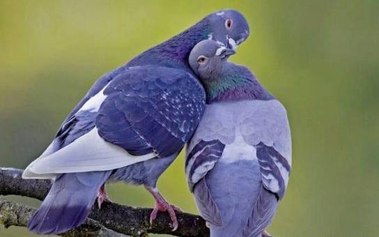 عکس عشق حیوانات