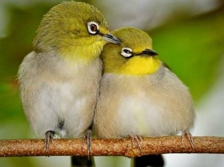 عکس عشق حیوانات