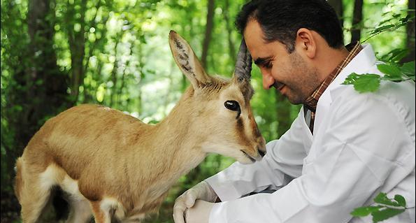 عکس آهو واقعی