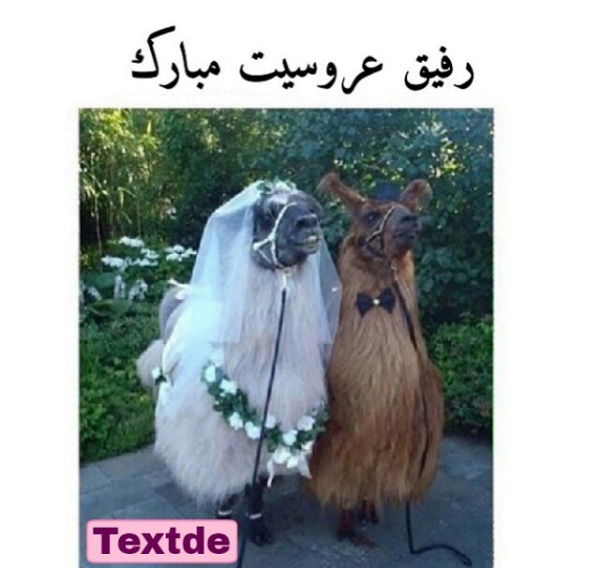 عکس بدون متن ویسگون