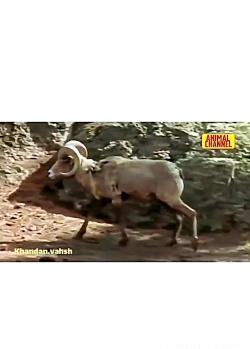 عکس ببر کوهی