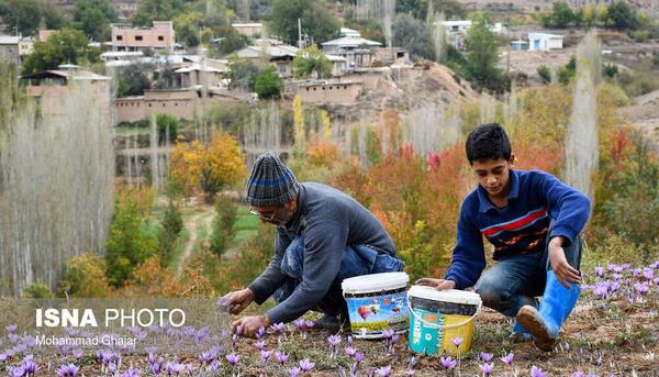 عکس زعفران وامنان