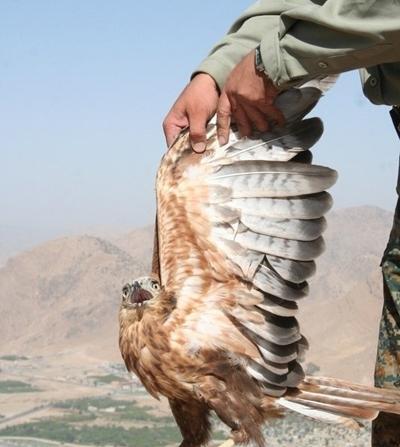 عکس عقاب لرستان