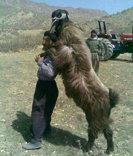 عکس عقاب لرستان