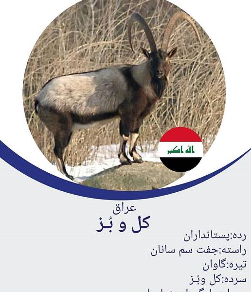 عکس از حیوانات ایران