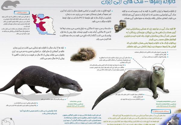 عکس از حیوانات ایران