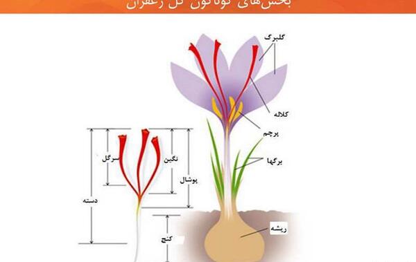 عکس علمی زعفران