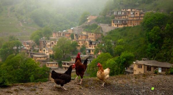 عکس طبیعت ماسوله