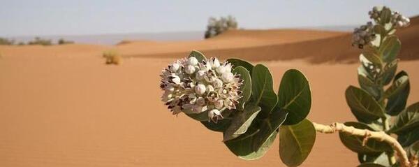 عکس با حجاب در طبیعت