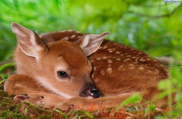 عکس آهو های قشنگ