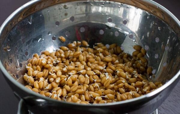 عکس سبزه ی عید جو