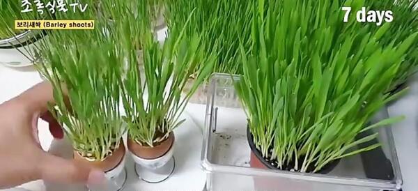 عکس سبزه ی عید جو