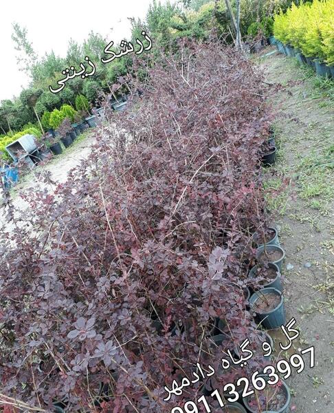عکس گل زرشک زینتی