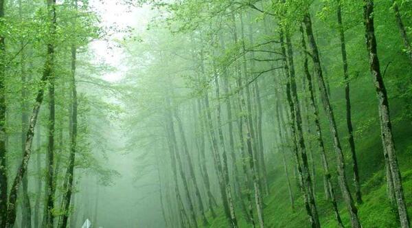 عکس طبیعت گیسوم