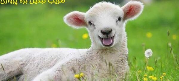 عکس غذای ببر