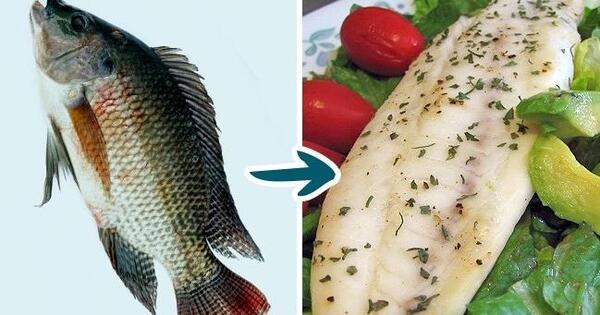عکس غذای ببر
