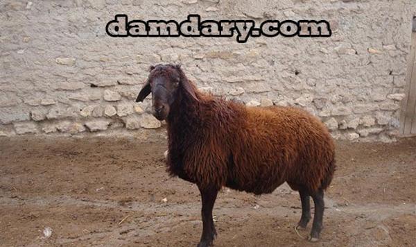 عکس از گوسفندان ایرانی